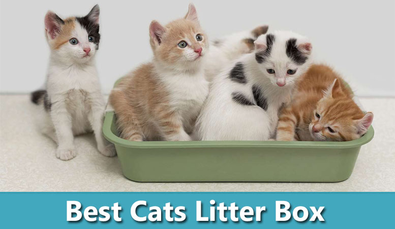 best cats litter box