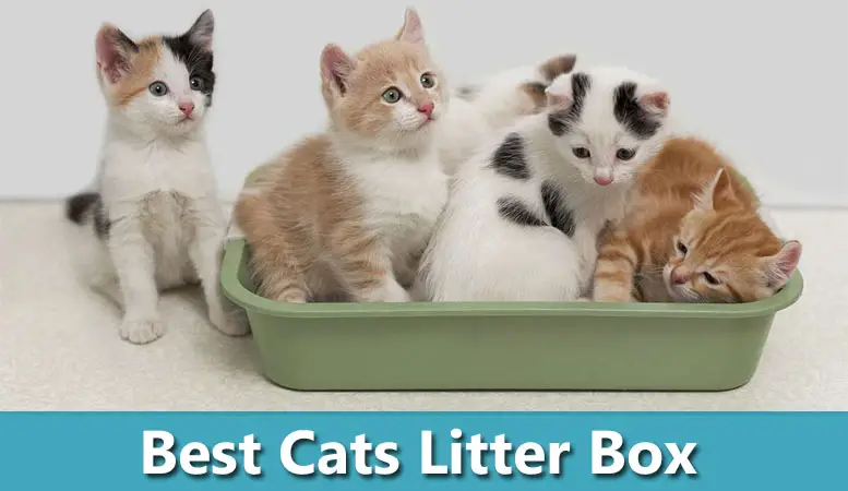 Top 7 Best Cats Litter Box Self Cleaning Automatic