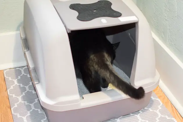 catit litter box