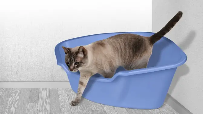 van ness litter box