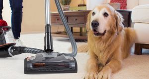 Best Shop Vac For Dog Hair