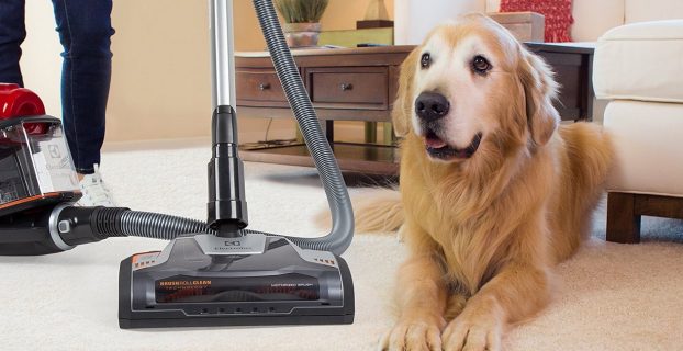 🥇Best Shop Vac For Dog Hair in 2024