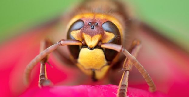 How Long Can A Wasp Live In A Vacuum 