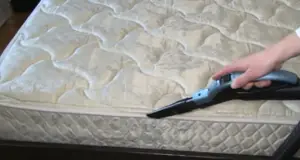 Will Vacuuming Kill Bed Bugs