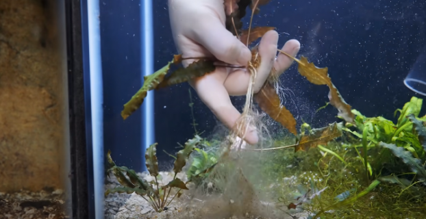 How to Clean Fish Tank Gravel Without a Vacuum