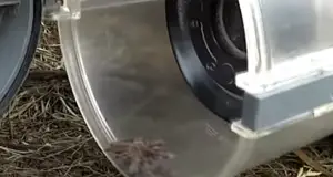 Will a Vacuum Kill a Spider