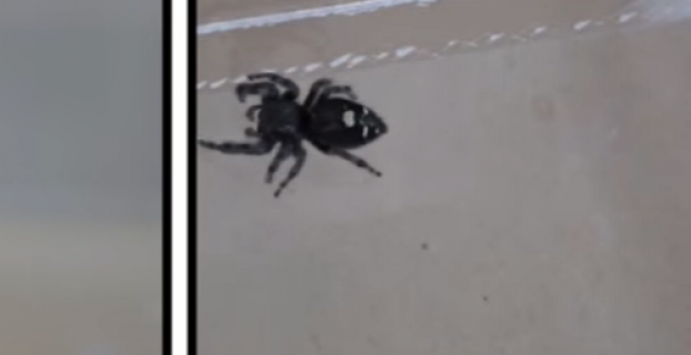 Do Vacuum Cleaners Kill Spiders