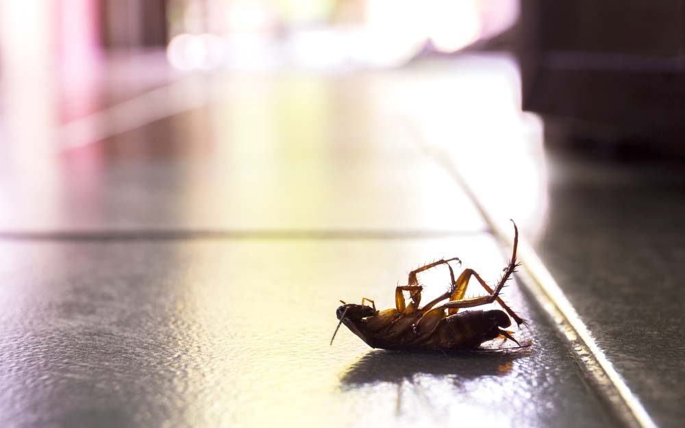 Do Vacuums Kill bugs? Cleaning Beasts