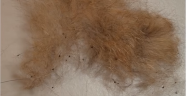 Does Vacuuming Get Rid Of Fleas