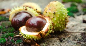 How Long Do Vacuum Packed Chestnuts Last?