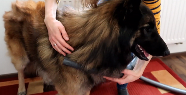 Can I Vacuum My Dog?