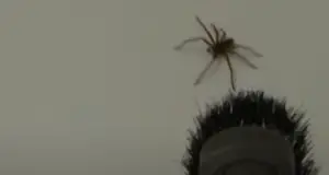 What Happens When You Vacuum A Spider