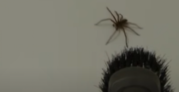 What Happens When You Vacuum A Spider