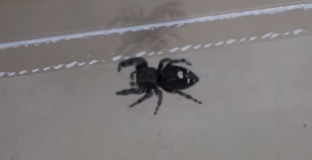 Will A Spider Die In A Vacuum