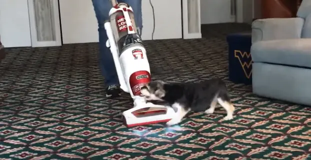Why Does My Dog Attack The Vacuum