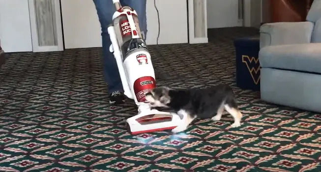 Why Does My Dog Attack The Vacuum Cleaning Beasts Why Does My Dog Attack The Vacuum Cleaning Beasts