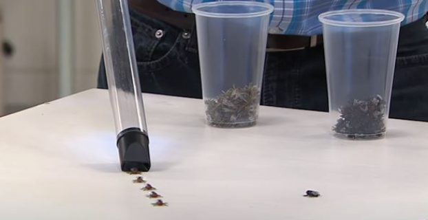 Will Vacuum Kill Spider?