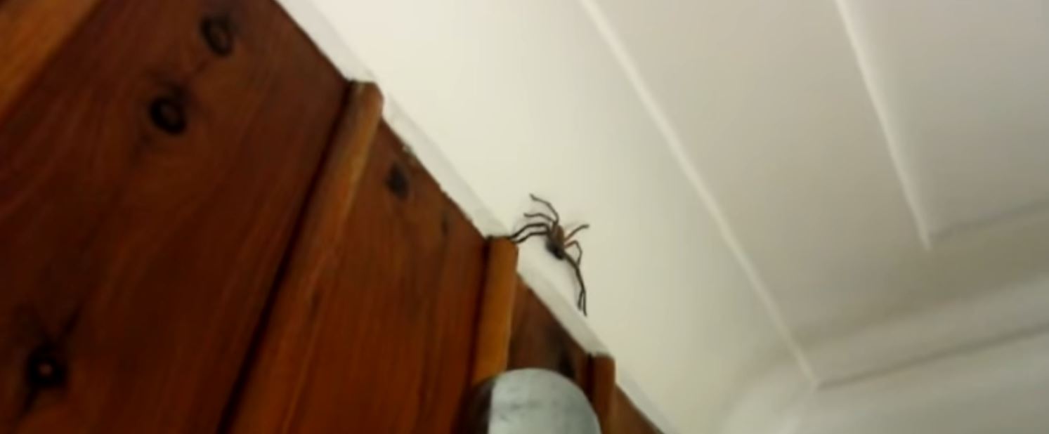 Does a Spider Die When You Vacuum It Up Cleaning Beasts